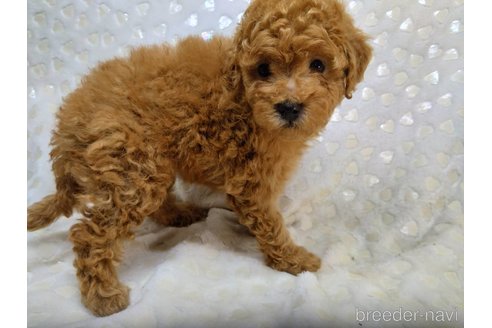 成約済の三重県のミックス犬-341978の6枚目