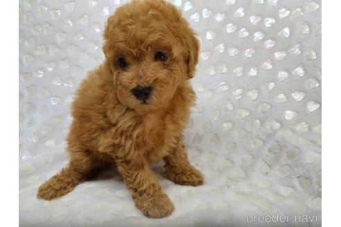成約済の三重県のミックス犬-341978の5枚目