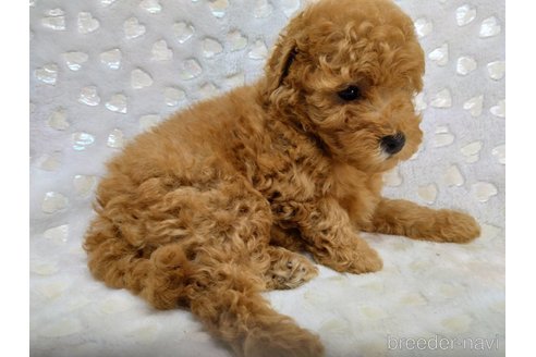成約済の三重県のミックス犬-341978の4枚目
