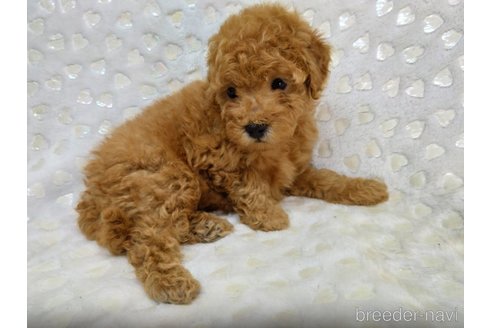 成約済の三重県のミックス犬-341978の3枚目