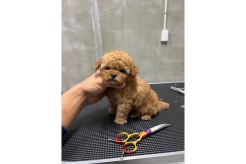 成約済の沖縄県のミックス犬-342019の2枚目