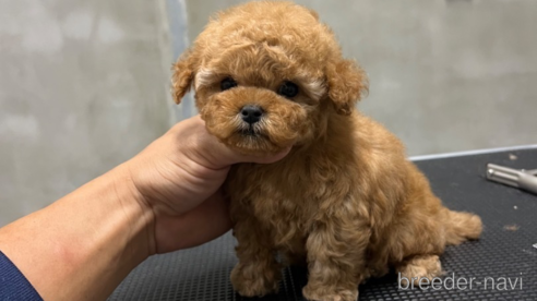 成約済の沖縄県のミックス犬-342019の1枚目