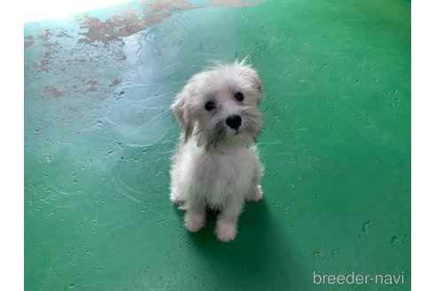 成約済の東京都のミックス犬-319289の2枚目