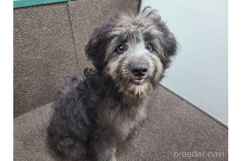 成約済の東京都のミックス犬-313005の3枚目