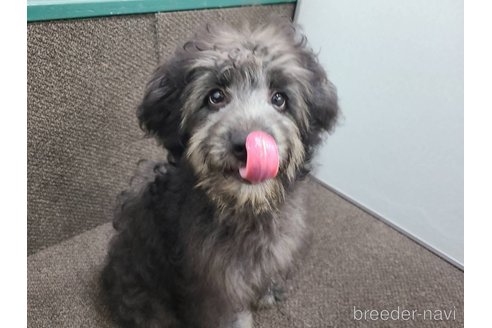 成約済の東京都のミックス犬-313005の2枚目