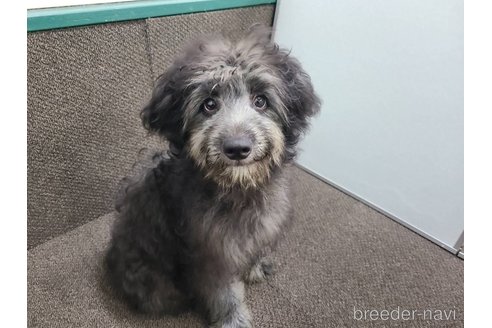 成約済の東京都のミックス犬-313005の1枚目
