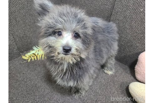 成約済の東京都のミックス犬-303790の4枚目