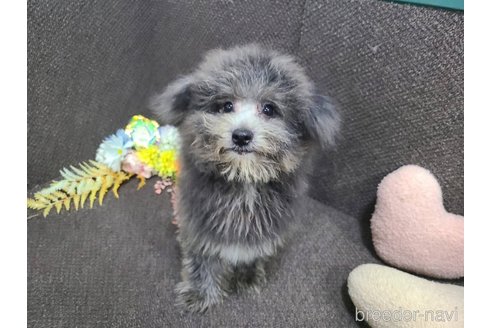 成約済の東京都のミックス犬-303790の3枚目