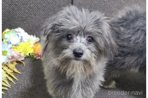 成約済の東京都のミックス犬-303776の7枚目