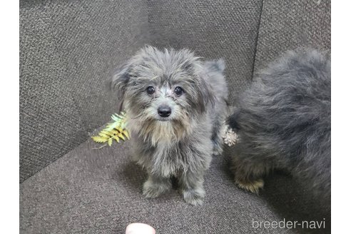 成約済の東京都のミックス犬-303776の5枚目