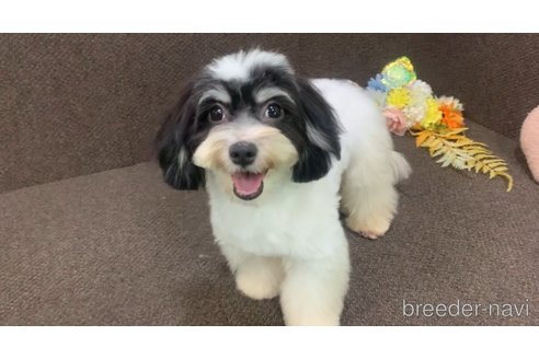 成約済の東京都のミックス犬-294837の7枚目