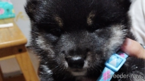 成約済の千葉県の柴犬-337117の8枚目