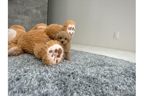 成約済の滋賀県のタイニープードル-342027の3枚目