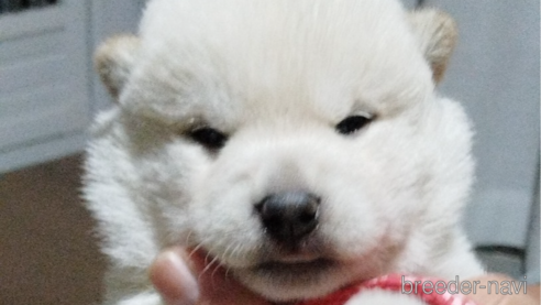 成約済の千葉県の柴犬-338266の1枚目