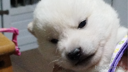 成約済の千葉県の柴犬-342028の1枚目
