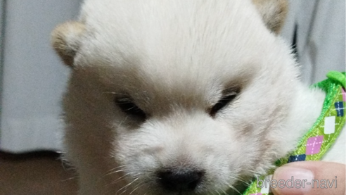 成約済の千葉県の柴犬-342030の2枚目