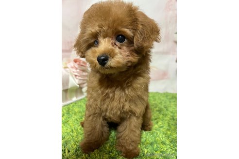 成約済の岡山県のティーカッププードル-340102の4枚目