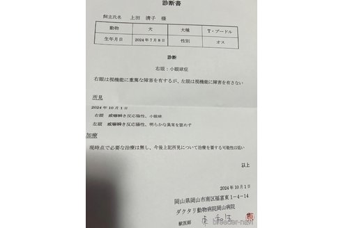 成約済の岡山県のティーカッププードル-340102の2枚目