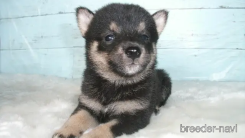 成約済の埼玉県の柴犬-336989の1枚目