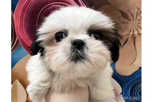 成約済の北海道のシーズー-331547の6枚目