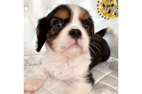 成約済の福岡県のキャバリアキングチャールズスパニエル-339413の11枚目