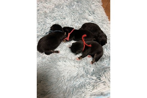 成約済の北海道の柴犬-342111の2枚目