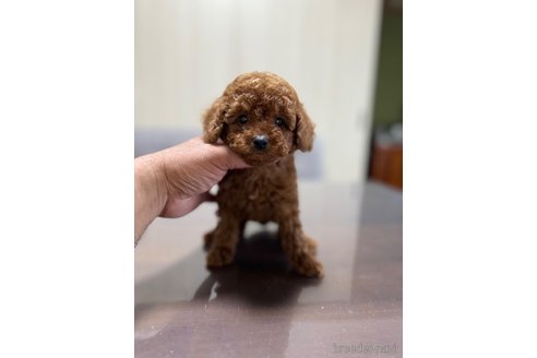 成約済の静岡県のトイプードル-342129の4枚目