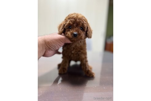 成約済の静岡県のトイプードル-342129の2枚目