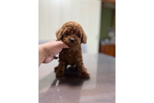 成約済の静岡県のトイプードル-342129の3枚目