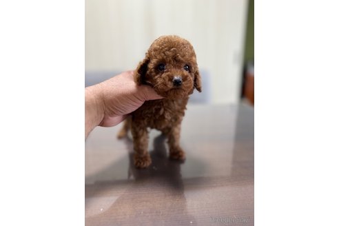 成約済の静岡県のトイプードル-342131の3枚目