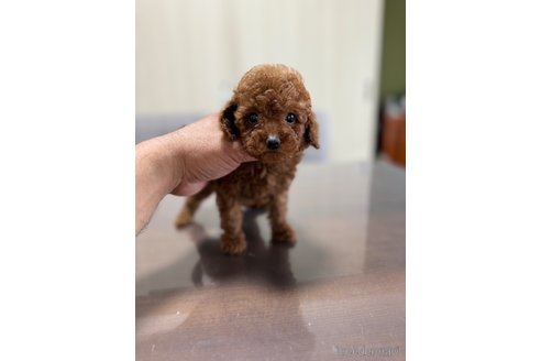 成約済の静岡県のトイプードル-342131の4枚目