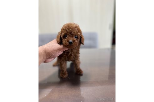 成約済の静岡県のトイプードル-342131の5枚目