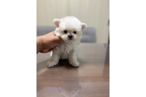 成約済の静岡県のポメマル:ポメラニアン×マルチーズ-341651の2枚目