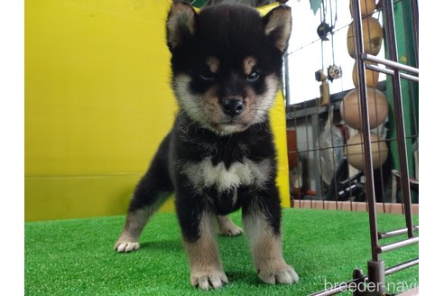 成約済の鹿児島県の柴犬-332023