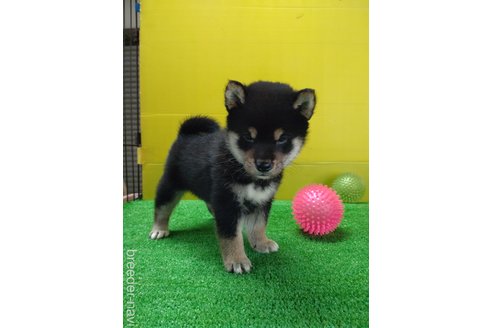 成約済の鹿児島県の柴犬-332023の5枚目