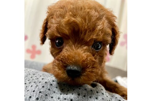 成約済の滋賀県のトイプードル-342195の1枚目
