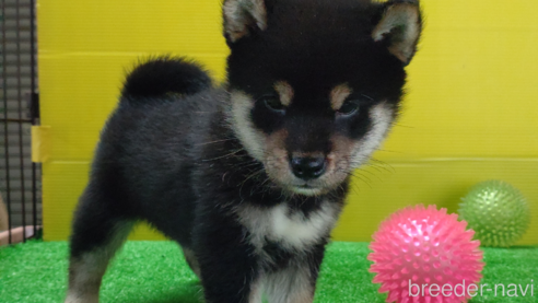 成約済の鹿児島県の柴犬-332023の4枚目
