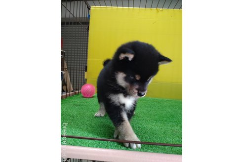 成約済の鹿児島県の柴犬-332023の2枚目
