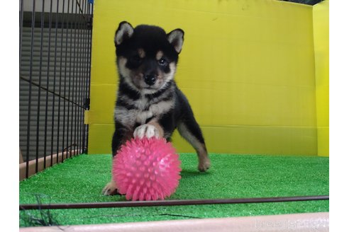 成約済の鹿児島県の柴犬-335543の1枚目