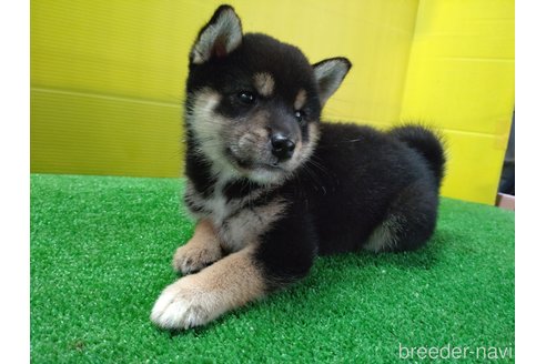 成約済の鹿児島県の柴犬-335543の3枚目
