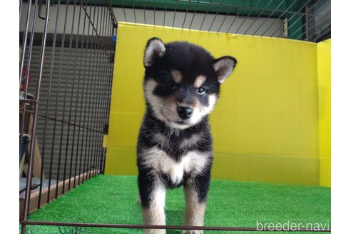 成約済の鹿児島県の柴犬-335538の5枚目