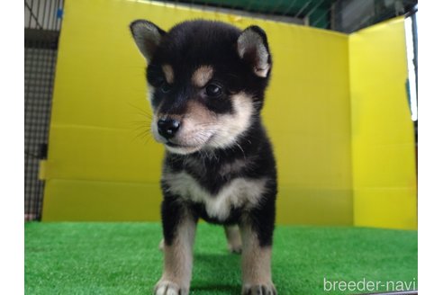 成約済の鹿児島県の柴犬-335538の4枚目