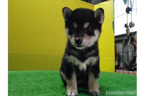 成約済の鹿児島県の柴犬-335538の2枚目