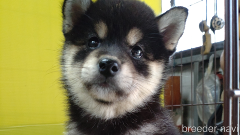 成約済の鹿児島県の柴犬-335540の1枚目