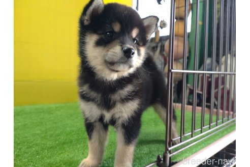 成約済の鹿児島県の柴犬-335540の5枚目