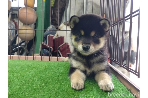 成約済の鹿児島県の柴犬-335540の4枚目