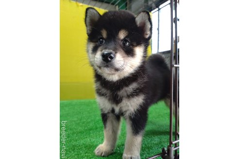 成約済の鹿児島県の柴犬-335540の3枚目