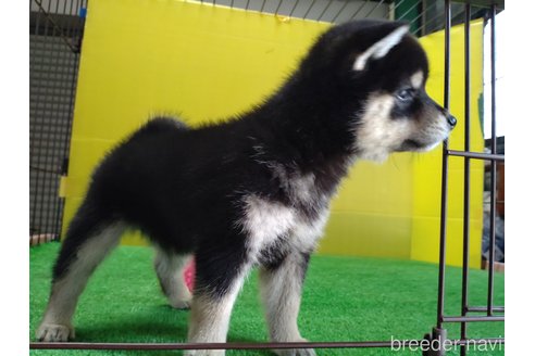 成約済の鹿児島県の柴犬-335540の2枚目