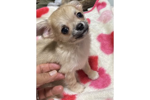 販売中の埼玉県のチワワ(ロングコート)-337666の2枚目