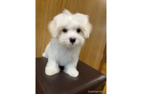 成約済の福岡県のマルチーズ-326304の14枚目